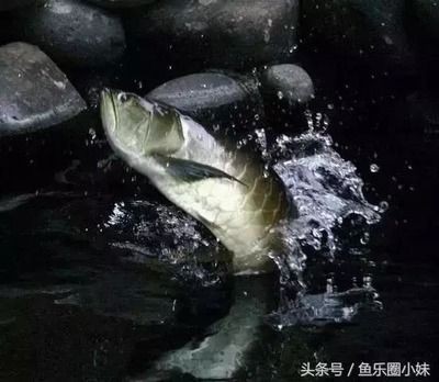 龍魚配魟魚會打架咬嗎 龍魚配魟魚會打架咬嗎 魟魚百科 第3張