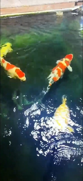 五條魚，高投喂，水質值得羨慕不？