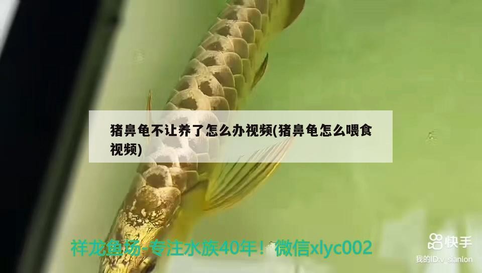 豬鼻龜不讓養了怎么辦視頻(豬鼻龜怎么喂食視頻)
