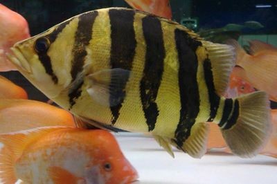 印尼虎魚的價格和圖片及價格：印尼虎魚的價格受多種因素影響