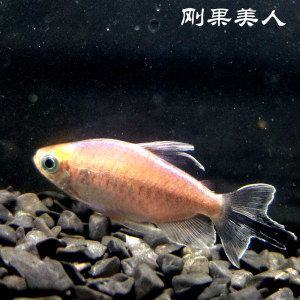 印尼虎魚的價格和圖片及價格：印尼虎魚的價格受多種因素影響