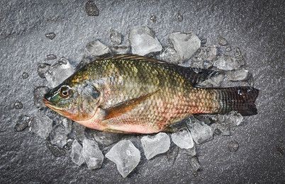 魟魚下鹽好處和壞處有哪些：魟魚下鹽好處和壞處 魟魚下鹽好處和壞處有哪些：魟魚下鹽好處和壞處 魟魚百科 第1張