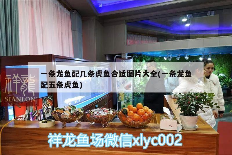 一條龍魚配幾條虎魚合適圖片大全(一條龍魚配五條虎魚)