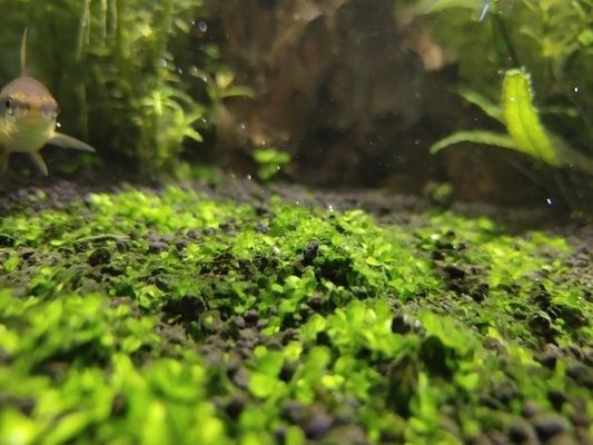 莆田水族館vs祥龍魚場（全球首家成功人工繁殖龍魚的企業(yè)）