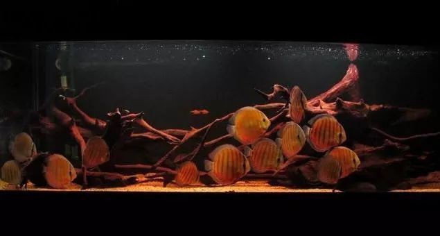 可麗愛魚缸價格表老款（可麗愛魚缸價格表老款和新款）