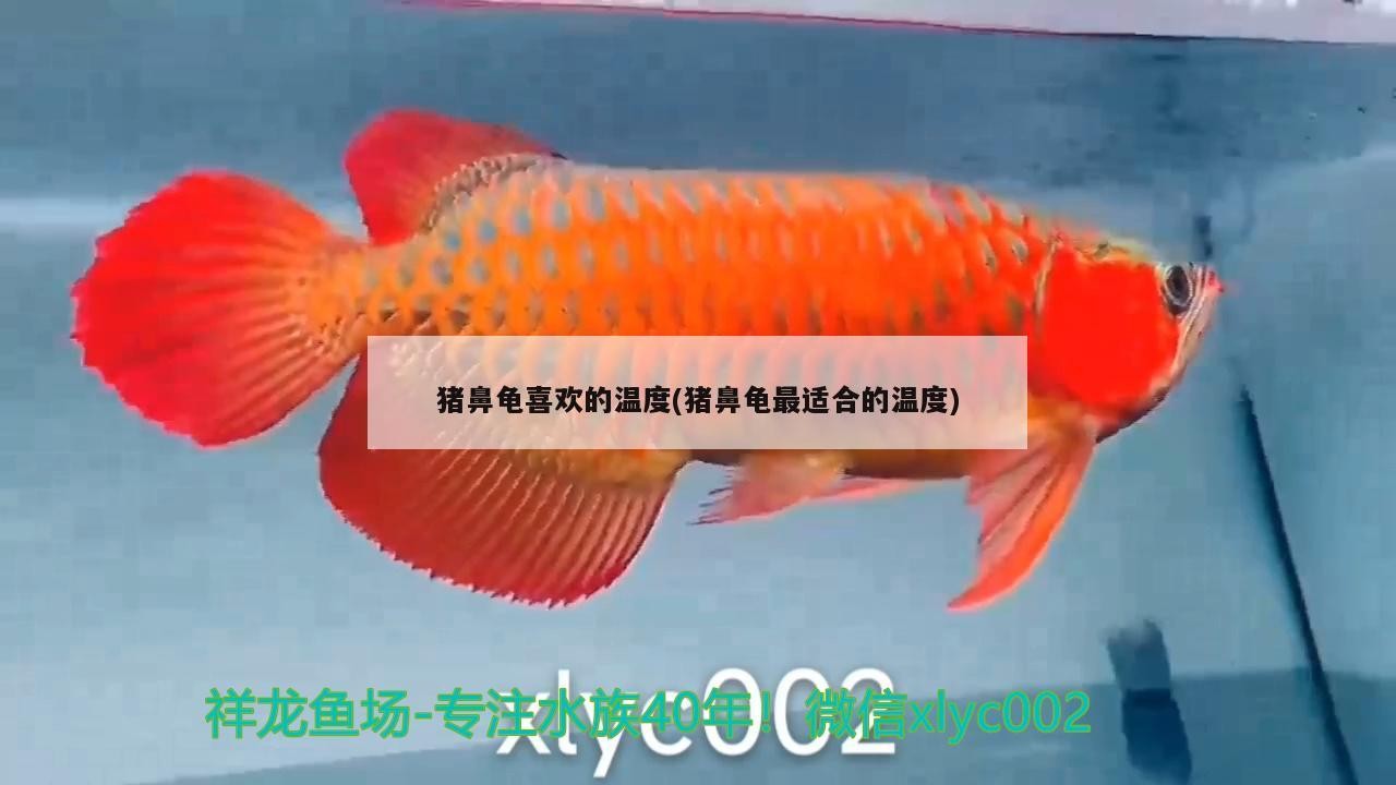 豬鼻龜喜歡的溫度(豬鼻龜最適合的溫度)