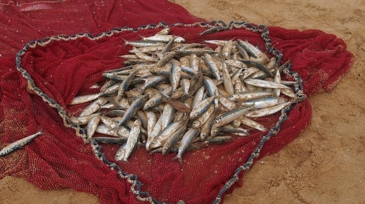 金龍魚不吃食怎么辦用青大霉素可以嗎？vs祥龍魚場：金龍魚不吃食怎么辦