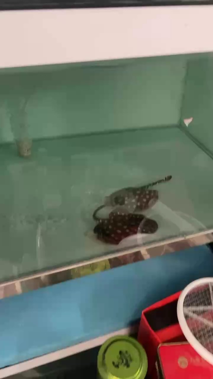 初生小魚順利開口，感恩