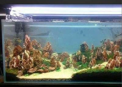 80公分高的魚缸造景圖片及價格：80公分高的魚缸造景圖片價格是多少？