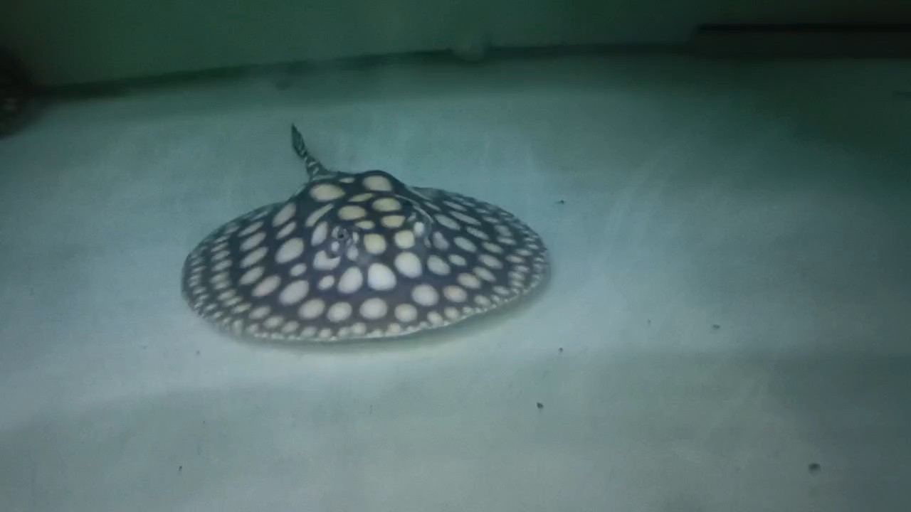 狀態牛逼
