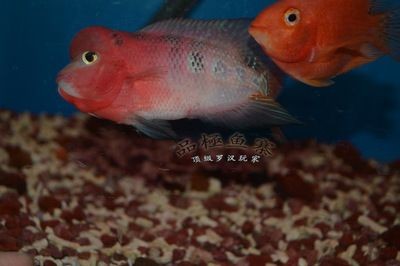 潮州水族館vs祥龍魚場(chǎng)（潮州水族館和祥龍魚場(chǎng)）