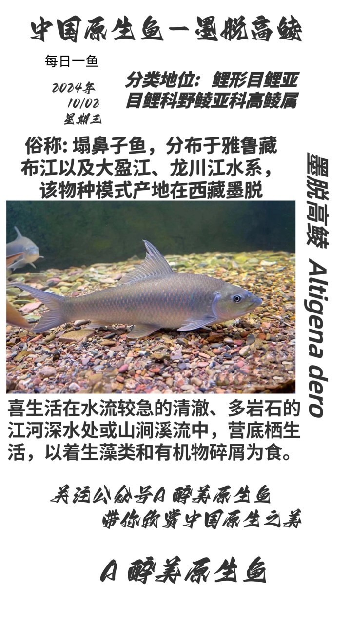 墨脫高鯪
