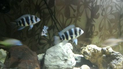 3米的魚缸多少錢：3米長的魚缸價格是多少