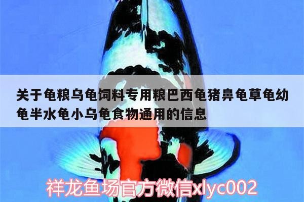 關(guān)于龜糧烏龜飼料專用糧巴西龜豬鼻龜草龜幼龜半水龜小烏龜食物通用的信息