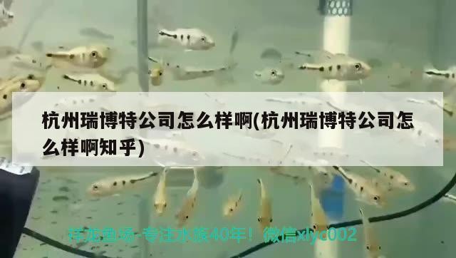 杭州瑞博特公司怎么樣啊(杭州瑞博特公司怎么樣啊知乎)