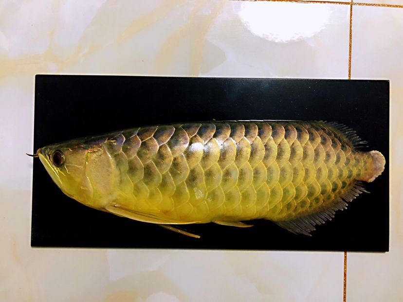 森森三合一水泵哪款好