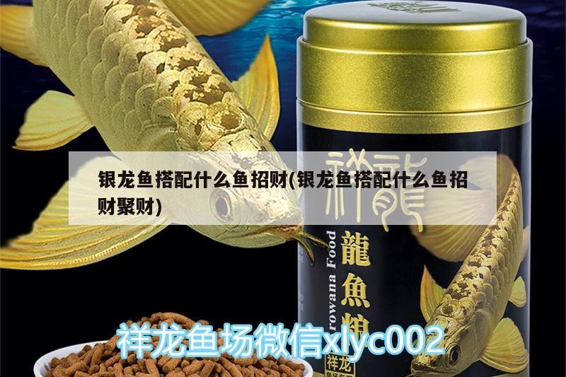 銀龍魚搭配什么魚招財(銀龍魚搭配什么魚招財聚財)
