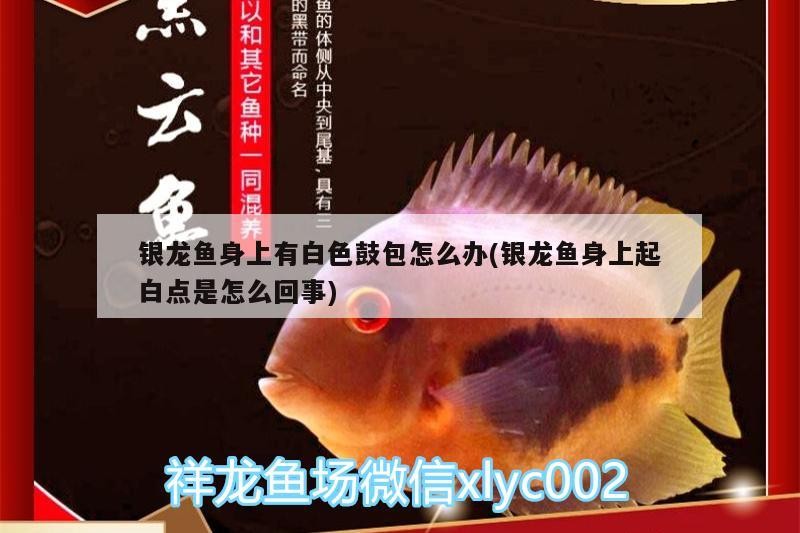 銀龍魚身上有白色鼓包怎么辦(銀龍魚身上起白點是怎么回事)