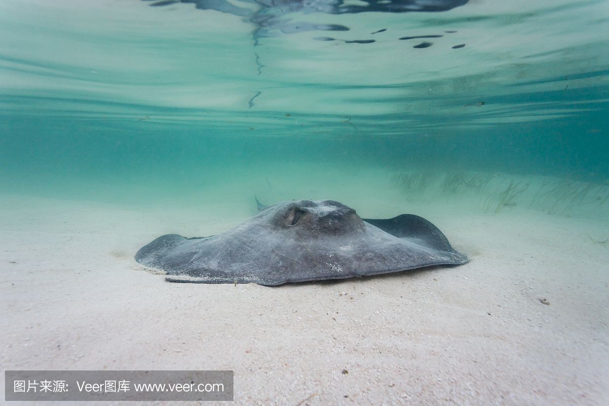 魟魚死亡身上大量粘液：魟魚死亡且身上有大量粘液可能是由于多種原因引起的