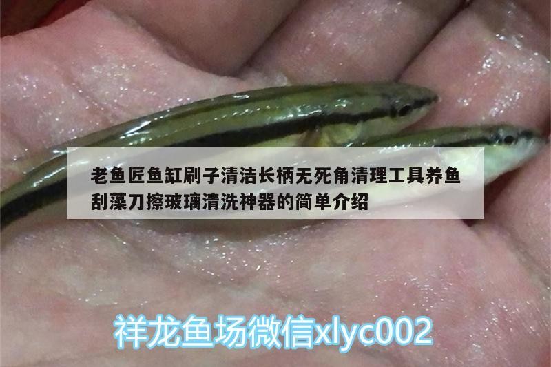 老魚(yú)匠魚(yú)缸刷子清潔長(zhǎng)柄無(wú)死角清理工具養(yǎng)魚(yú)刮藻刀擦玻璃清洗神器的簡(jiǎn)單介紹