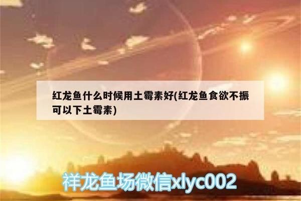 紅龍魚食欲不振可以下土霉素：紅龍魚食欲不振可能是由多種因素引起的，其中一種可能是細菌感染