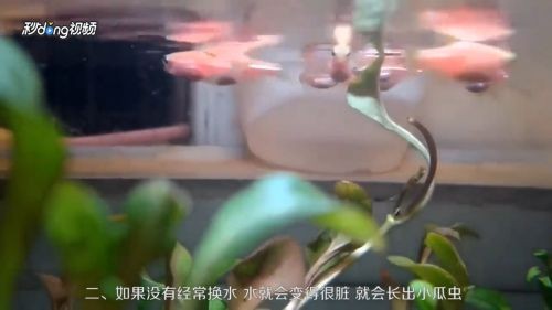 虎魚身上有白點流膿怎么辦：虎魚身上出現白點流膿怎么辦