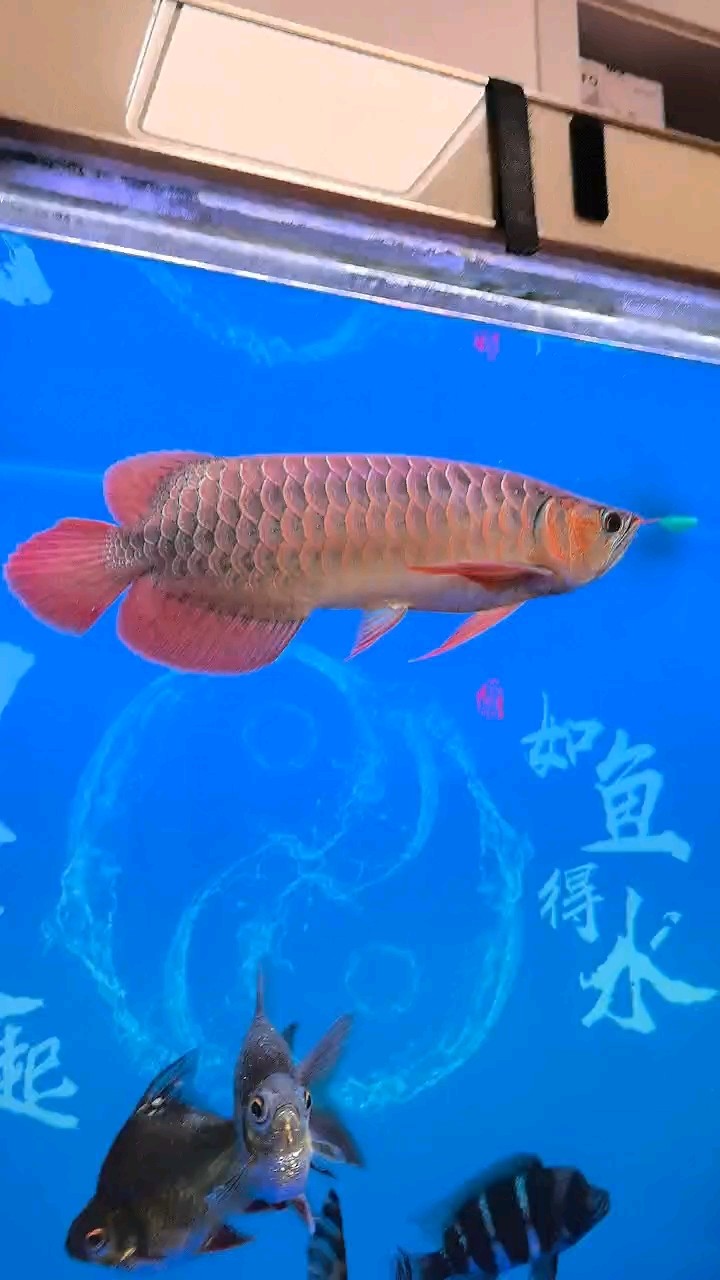 小紅龍長大了，沒事發一下