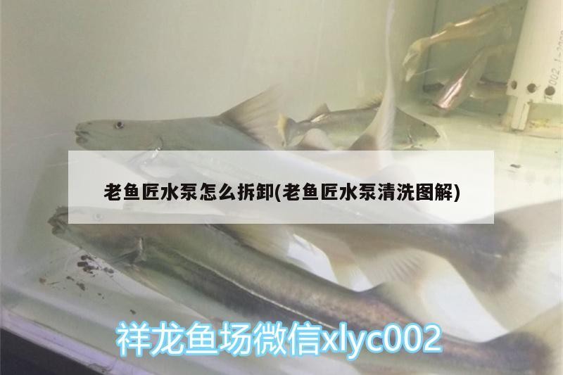 老魚匠水泵怎么拆卸(老魚匠水泵清洗圖解)