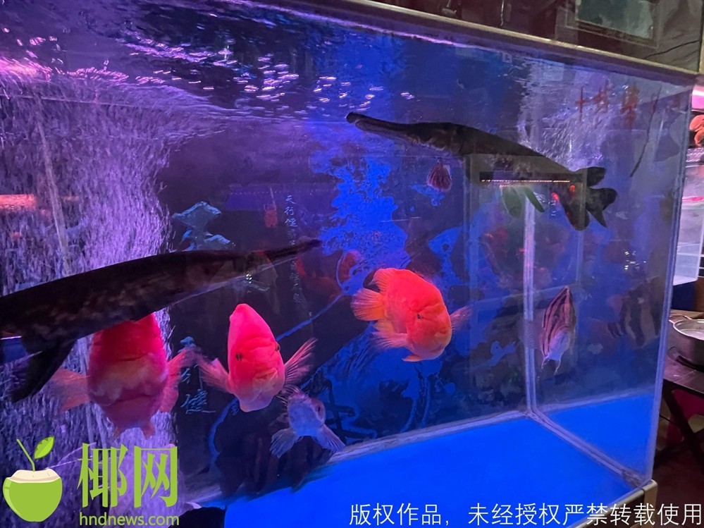 海口水族館vs祥龍魚場（海口水族館與祥龍魚場哪個好）