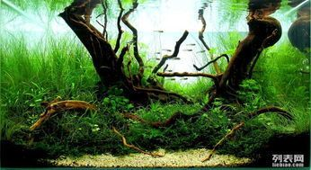 35cm魚缸造景：35cm的魚缸造景需要注意事項(xiàng)魚缸造景需要注意事項(xiàng)