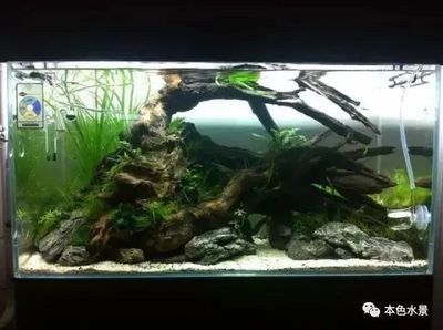 35cm魚缸造景：35cm的魚缸造景需要注意事項(xiàng)魚缸造景需要注意事項(xiàng)
