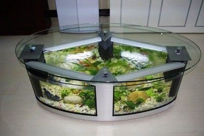 赤峰龍魚vs祥龍魚場（探討赤峰龍魚與祥龍魚場之間的關系和差異之前需要明確兩個概念）