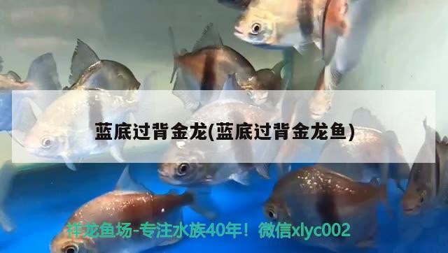 藍底過背金龍(藍底過背金龍魚)
