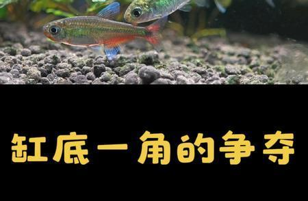 創(chuàng)寧水泵哪款好用一點(diǎn)（創(chuàng)寧水泵哪款好用一點(diǎn)的）