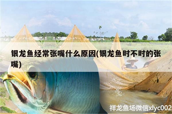 銀龍魚經常張嘴什么原因(銀龍魚時不時的張嘴)