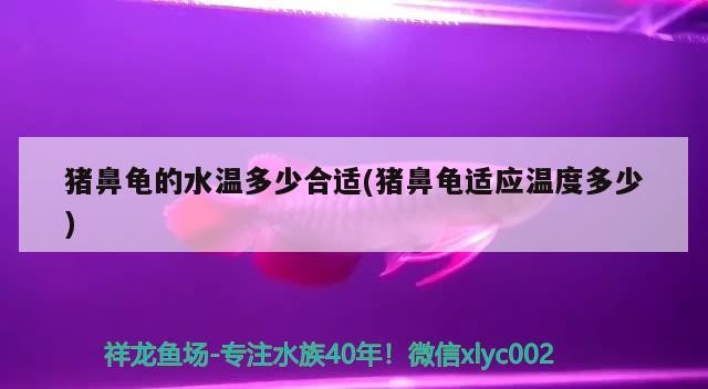 豬鼻龜的水溫多少合適(豬鼻龜適應溫度多少)