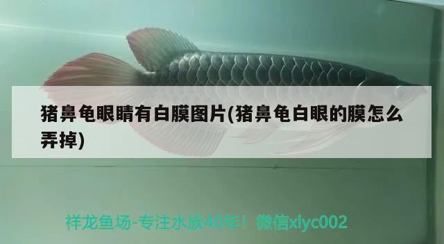 豬鼻龜眼睛有白膜圖片(豬鼻龜白眼的膜怎么弄掉)