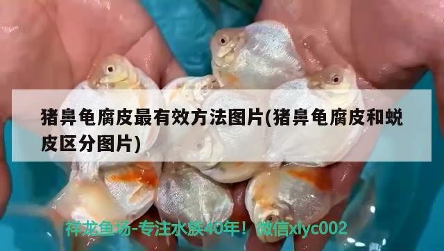 豬鼻龜腐皮最有效方法圖片(豬鼻龜腐皮和蛻皮區分圖片)