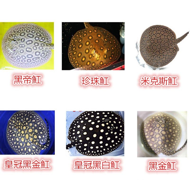 魟魚珍珠和黑金的區別：魟魚珍珠和黑金有什么區別