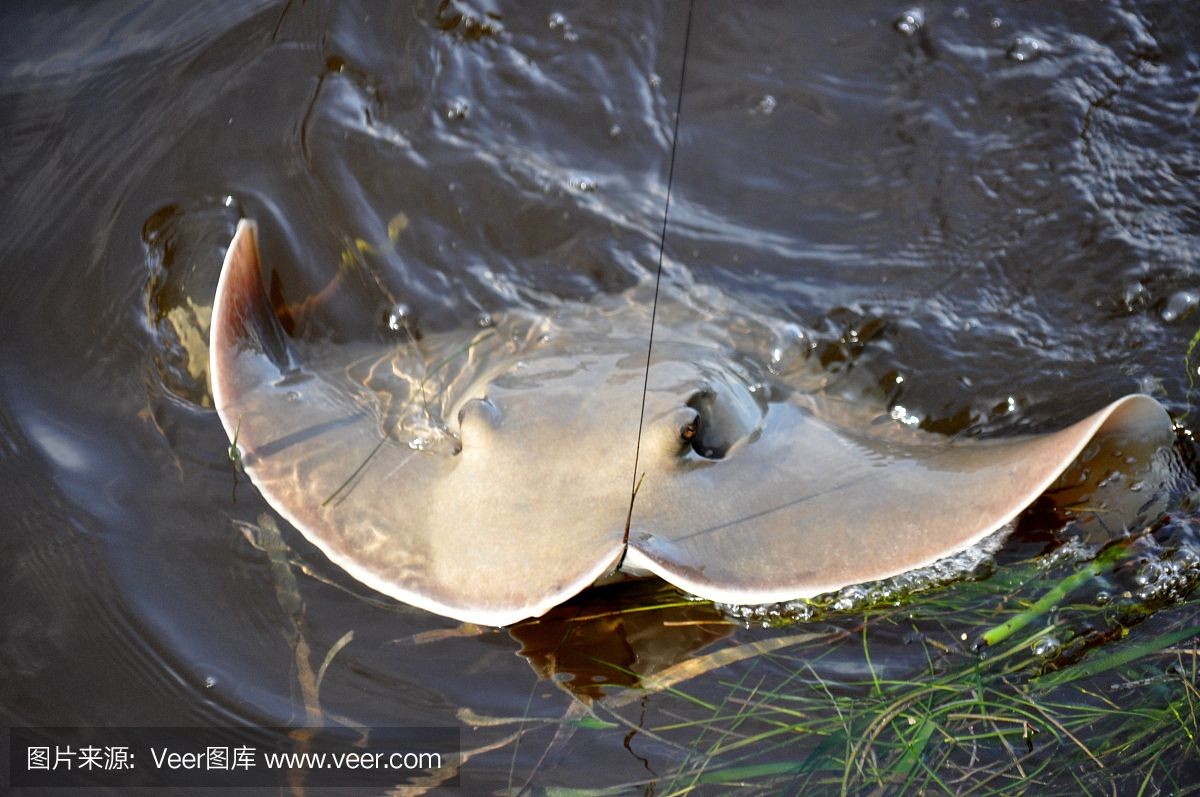 魟魚咬魟魚：關于魟魚咬魟魚的問題，主要有以下幾個方面的原因