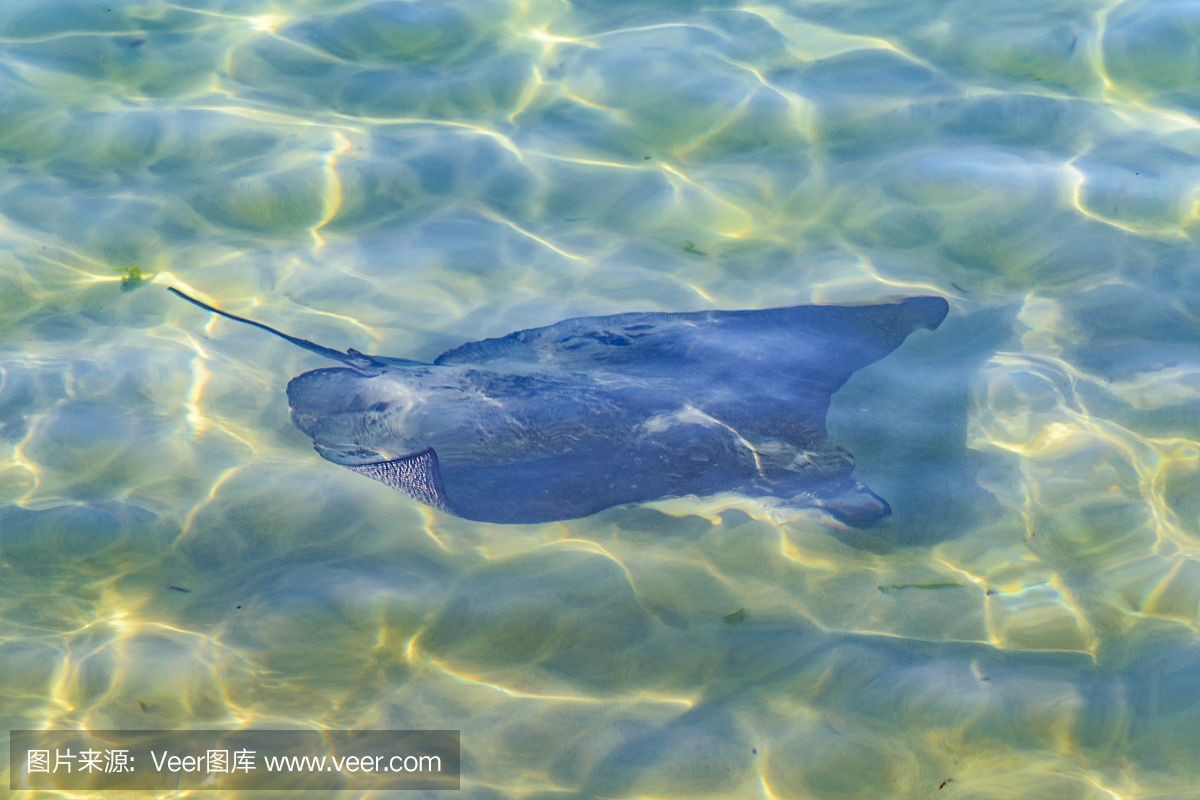魟魚咬魟魚：關于魟魚咬魟魚的問題，主要有以下幾個方面的原因