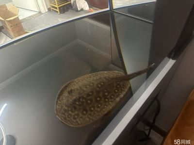 博特魚缸廠家聯系方式：博特魚缸廠家聯系方式，