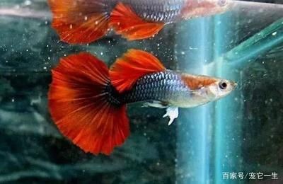 2020廣州觀賞魚展覽：2020年廣州世界觀賞魚大觀展覽時間：12月26日