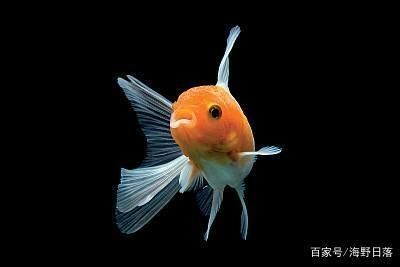 2020廣州觀賞魚展覽：2020年廣州世界觀賞魚大觀展覽時間：12月26日