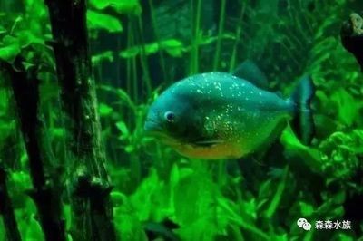 2020廣州觀賞魚展覽：2020年廣州世界觀賞魚大觀展覽時間：12月26日