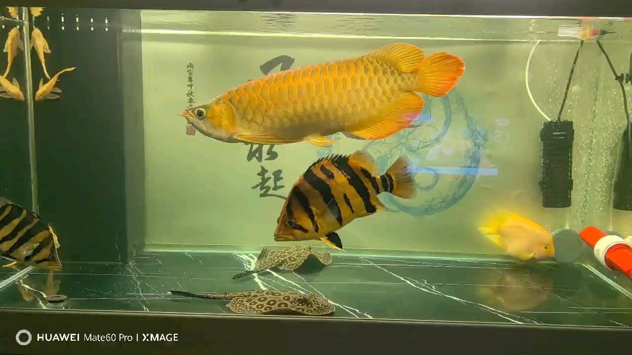 記錄記錄，干架王，不是在干架，就是在干架的路上。