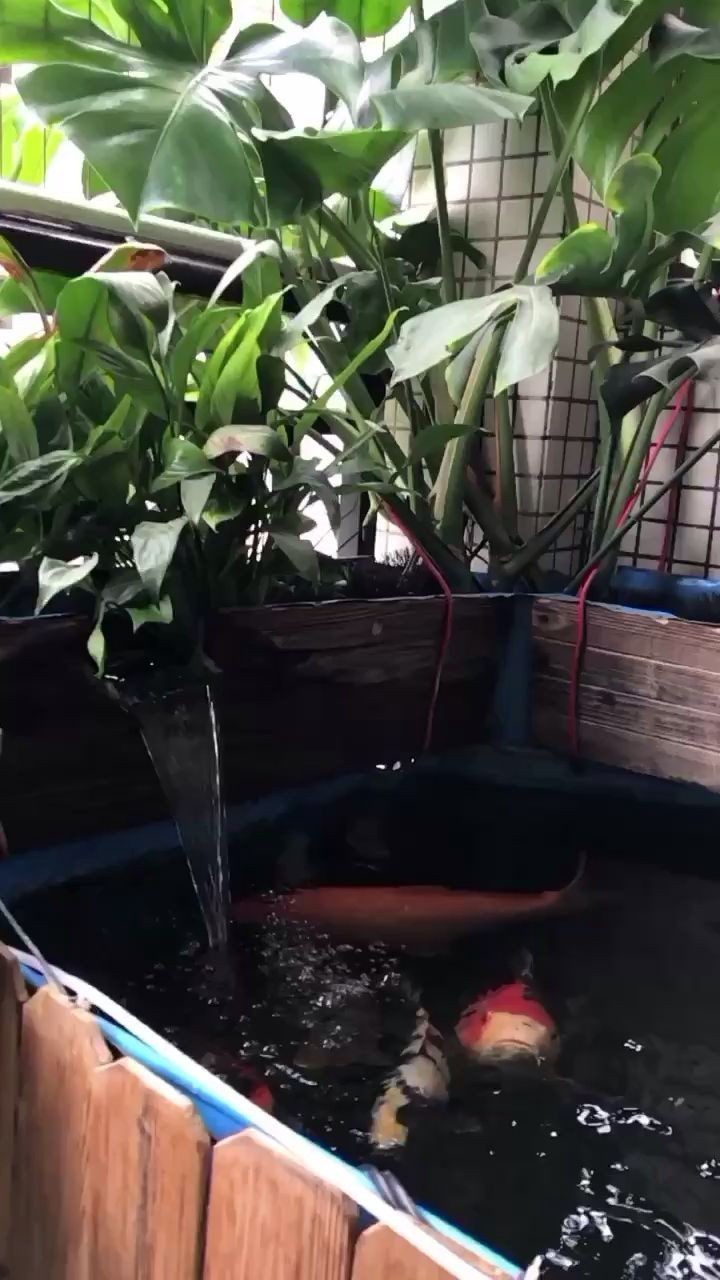 小紅龍魚價格多少錢一條圖片（小紅龍魚怎么挑選圖片）