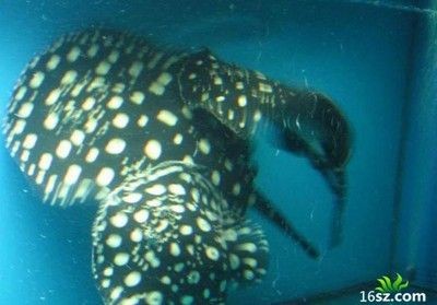 魟魚下崽前可以和公魚一起養(yǎng)嗎？：魟魚下崽前不要將母魚和公魚一起養(yǎng)，為了確保母魟魚的安全和健康