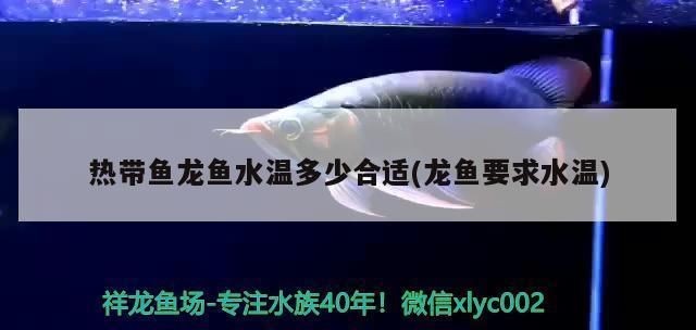 龍魚適合水溫多少vs祥龍魚場：龍魚適合的水溫和祥龍魚場