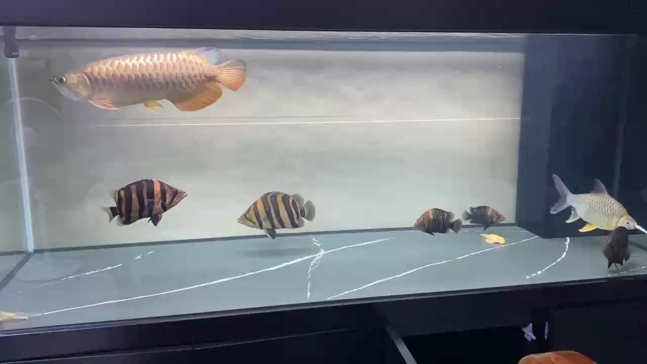 國慶假期在家看看魚